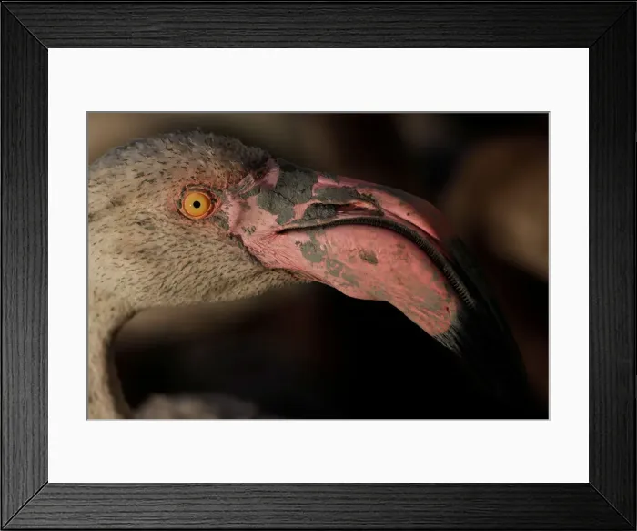 Framed Print : A flamingo is seen in a corral before being fitted with an identity ring at a lagoon in Framed Print : A flamingo is seen in a corral before being fitted with an identity ring at a lagoon in
