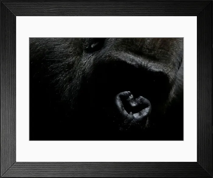 Framed Print : Echo, a 9-year-old blackback coast gorilla, is pictured in his enclosure at Bioparc