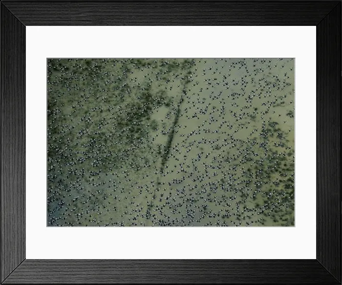 Framed Print : The Wider Image: Brazils new oil frontier threatens Amazon reef Framed Print : The Wider Image: Brazils new oil frontier threatens Amazon reef