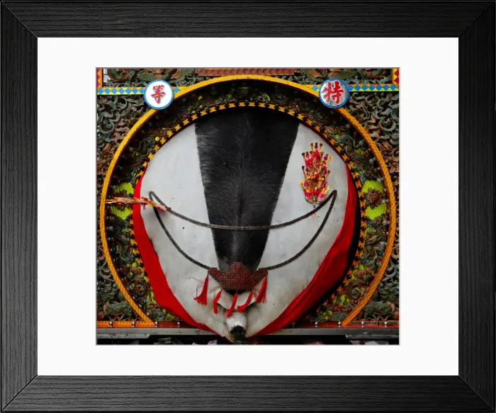 Framed Print : The Wider Image: Taiwans holy pig festival Framed Print : The Wider Image: Taiwans holy pig festival