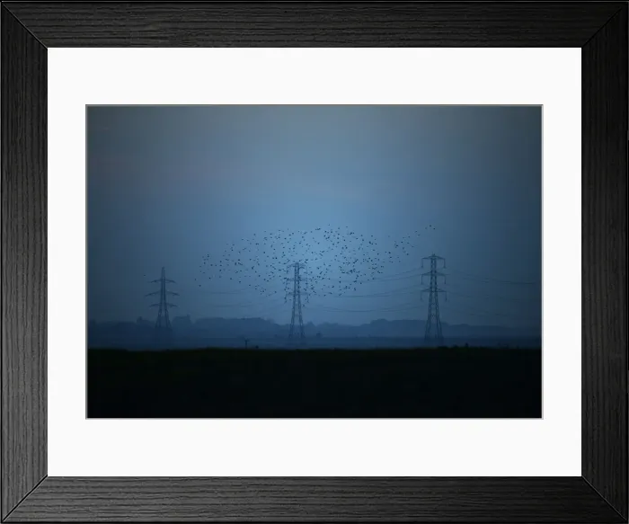 Framed Print : Migrating starlings fly at dusk past electricity pylons silhouetted by the sunset of a