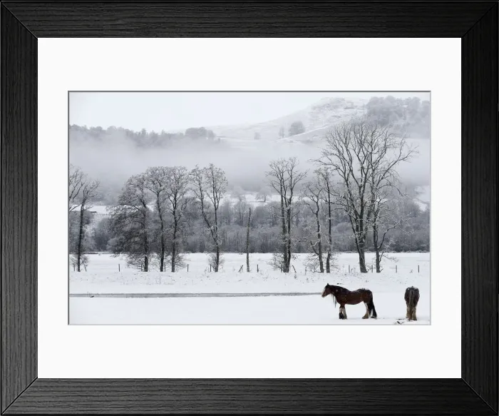 Framed Print : Horses stand in a snow covered field in Perthshire, Scotland Framed Print : Horses stand in a snow covered field in Perthshire, Scotland