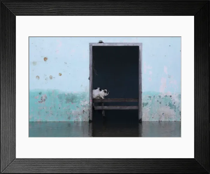 Framed Print : A cat sits inside a flooded building in Asuncion