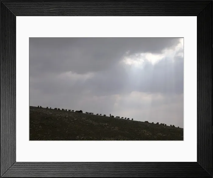 Framed Print : A Palestinian Bedouin woman herds livestock near al-Khan al-Ahmar village near the West Framed Print : A Palestinian Bedouin woman herds livestock near al-Khan al-Ahmar village near the West