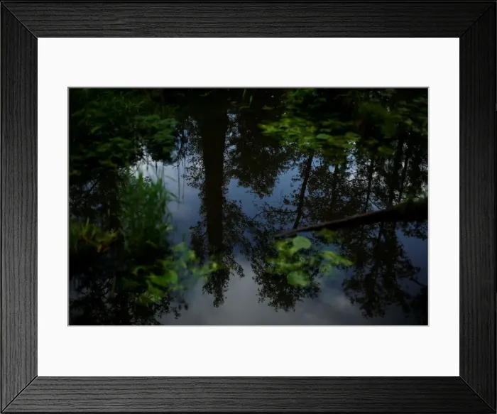 Framed Print : The Wider Image: Bialowieza: Europes last primeval forest Framed Print : The Wider Image: Bialowieza: Europes last primeval forest