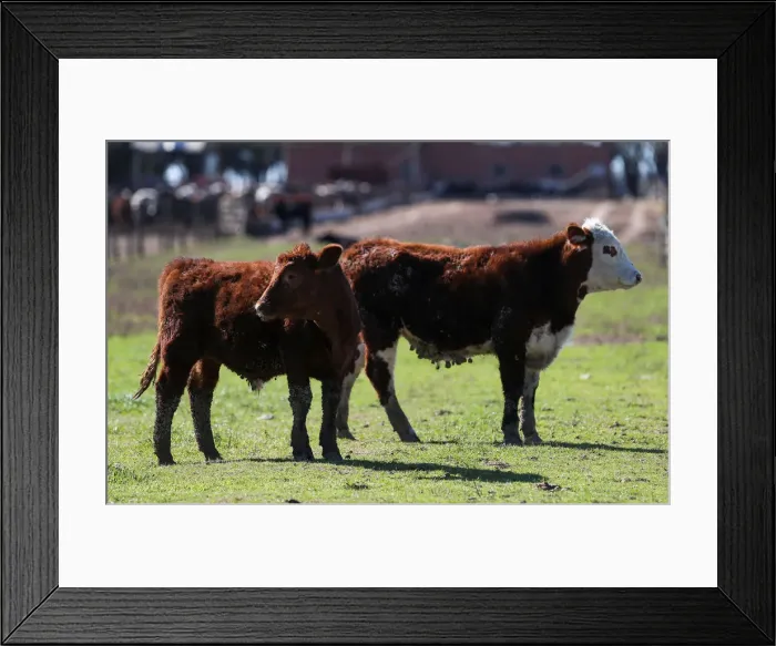 Framed Print : Cows are seen in a farm in Lujan, on the outskirts of Buenos Aires Framed Print : Cows are seen in a farm in Lujan, on the outskirts of Buenos Aires