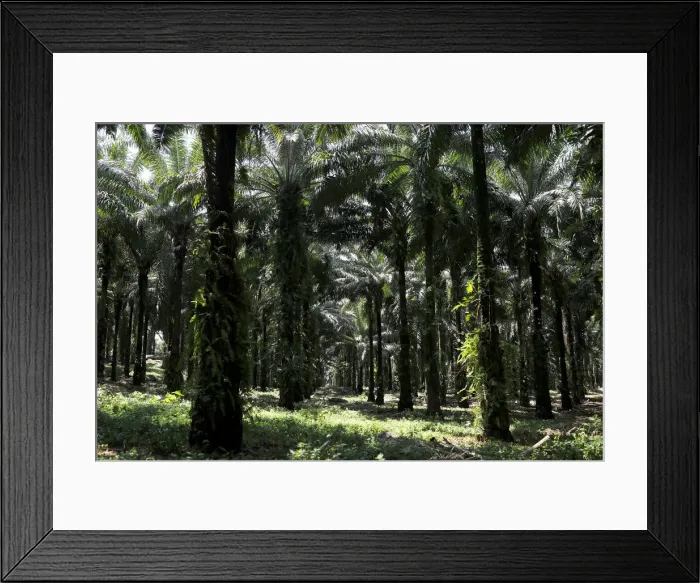Framed Print : African palm oil plantation run by NaturAceites is pictured in the village of Semuy II Framed Print : African palm oil plantation run by NaturAceites is pictured in the village of Semuy II