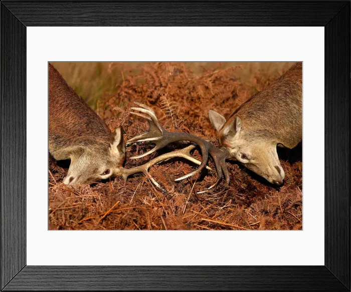 Framed Print : Deer lock antlers as they clash during the rutting season in Richmond Park, west London Framed Print : Deer lock antlers as they clash during the rutting season in Richmond Park, west London
