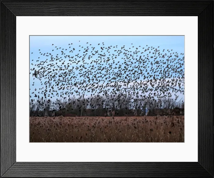 Framed Print : A murmuration of of Starlings fly at dusk over the Piermont Marsh along the Hudson River Framed Print : A murmuration of of Starlings fly at dusk over the Piermont Marsh along the Hudson River