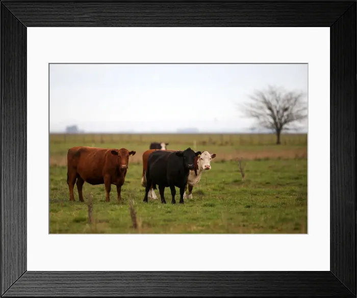 Framed Print : Cows are seen in a farm in Azul, in Buenos Aires