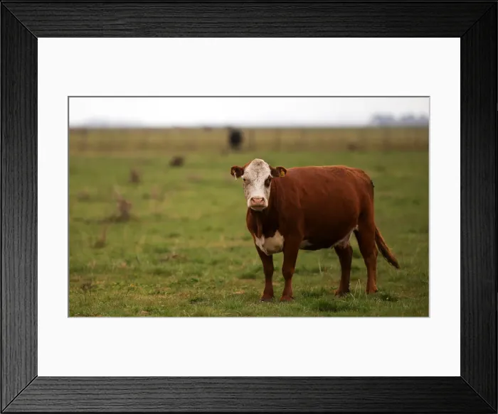 Framed Print : A cow is seen in a farm in Azul, in Buenos Aires