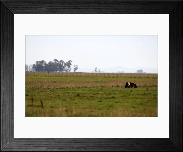 Framed Print : A cow is seen in a farm in Azul, in Buenos Aires