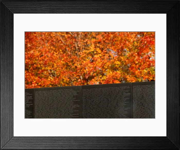 Framed Print : A tree in peak color beside Vietnam Veterans Memorial before Veterans Day in Washington