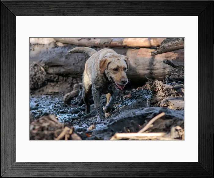 Framed Print : A search and rescue dog is guided through properties after a mudslide in Montecito Framed Print : A search and rescue dog is guided through properties after a mudslide in Montecito