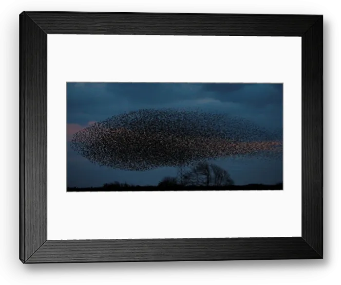 Framed Print : A murmuration of starlings is seen across the sky near the town of Gretna Green Framed Print : A murmuration of starlings is seen across the sky near the town of Gretna Green
