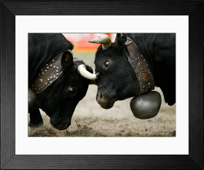 Framed Print : Two Herens cows lock horns during the qualification round of the annual Battle of