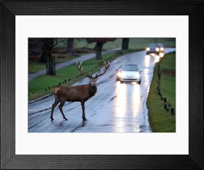 Framed Print : A stag deer stands in the road in Richmond Park, in west London