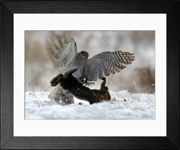 Framed Print : A tamed hawk attacks a rabbit during a traditional hunting contest in Almaty Framed Print : A tamed hawk attacks a rabbit during a traditional hunting contest in Almaty