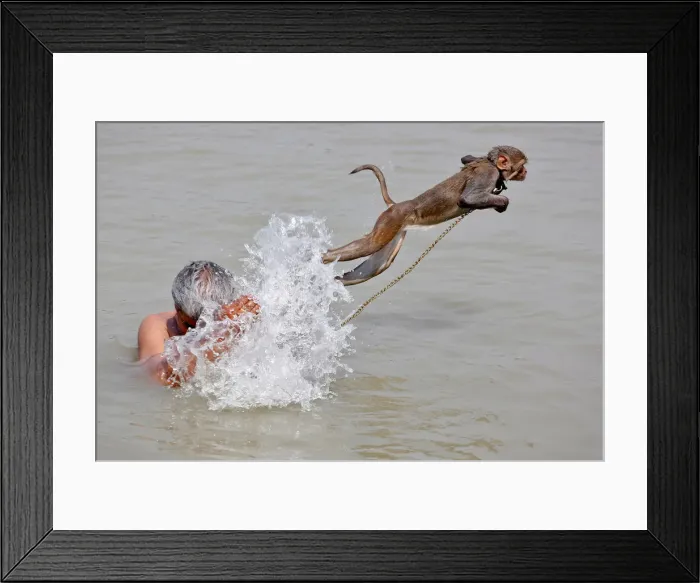 Framed Print : Pet monkey, Ramu jumps as his handler bathes in the waters of the Ganges River in Kolkata Framed Print : Pet monkey, Ramu jumps as his handler bathes in the waters of the Ganges River in Kolkata