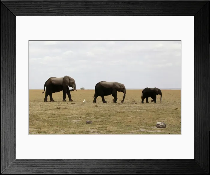 Framed Print : A family of elephants graze in the open land during a census at the Amboseli National Framed Print : A family of elephants graze in the open land during a census at the Amboseli National