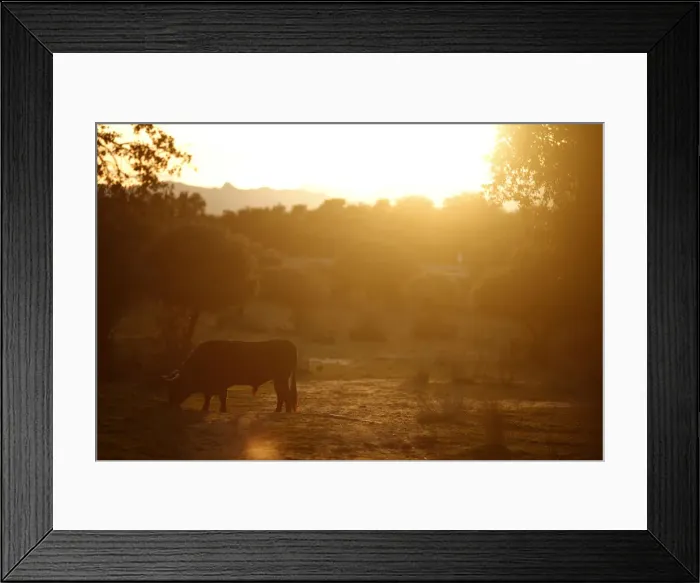Framed Print : A bull grazes during sunset at Reservatauro Ronda cattle ranch in Ronda Framed Print : A bull grazes during sunset at Reservatauro Ronda cattle ranch in Ronda