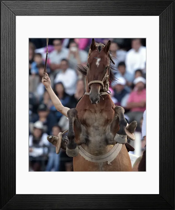 Framed Print : A gaucho rides a wild horse during the annual celebration of Criolla Week in Montevideo