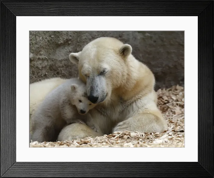 Framed Print : A polar bear cub plays next to its mother Giovanna outside in their enclosure at Tierpark