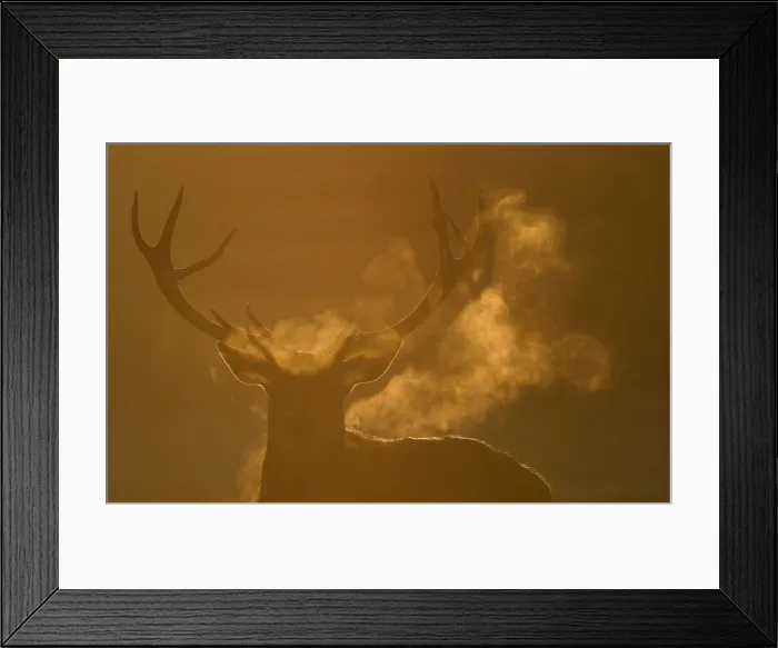 Framed Print : Deer graze at dawn on the coldest day the year so far according to the Meteorological Framed Print : Deer graze at dawn on the coldest day the year so far according to the Meteorological