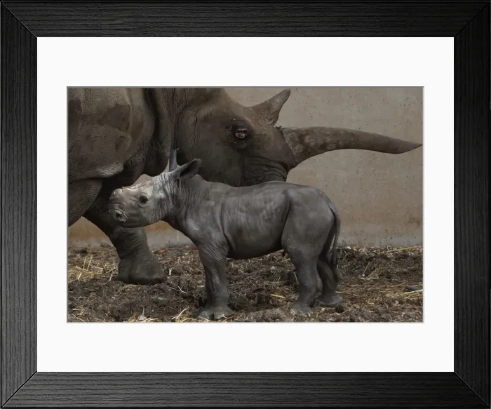 Framed Print : Tanda, a white rhinoceros, grazes with her one-day old calf at the Ramat Gan Safari near