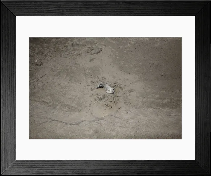Framed Print : Water buffalo sits stuck at area that used to be small village Framed Print : Water buffalo sits stuck at area that used to be small village
