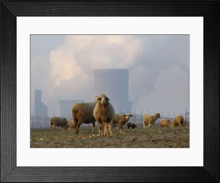 Framed Print : Sheep are pictured in a field in front of a coal power plant in the western town of