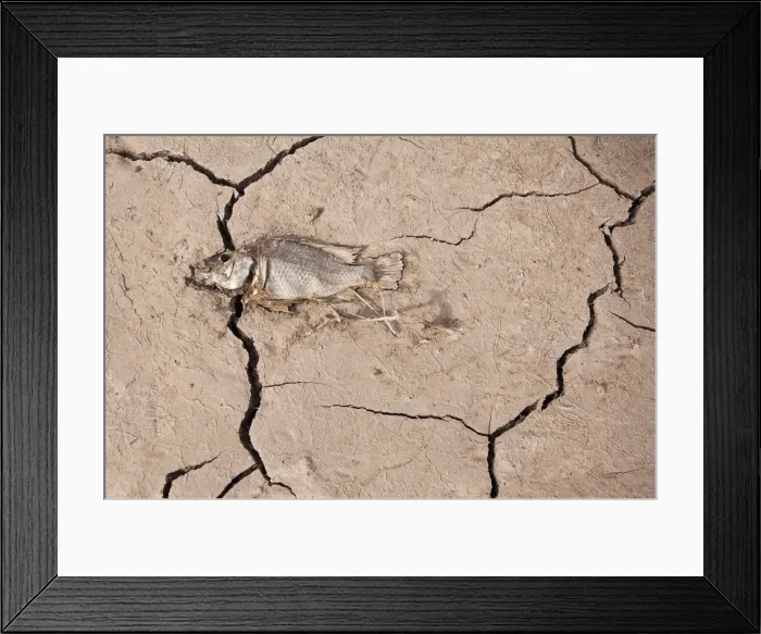 Framed Print : Dead fish lies on cracked earth of La Sorrueda reservoir at Spains Canary island of Gran Framed Print : Dead fish lies on cracked earth of La Sorrueda reservoir at Spains Canary island of Gran
