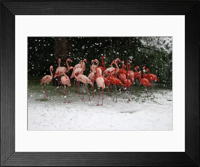 Framed Print : Flamingos stand in their enclosure during snowfall in winter in Jerusalems Biblical Zoo Framed Print : Flamingos stand in their enclosure during snowfall in winter in Jerusalems Biblical Zoo