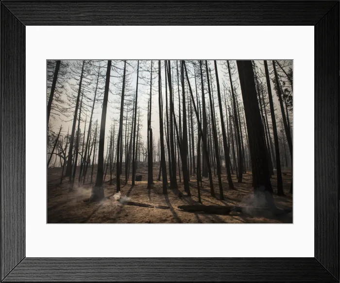 Framed Print : A log smoulders after trees were burnt by the Rim Fire near Buck Meadows Framed Print : A log smoulders after trees were burnt by the Rim Fire near Buck Meadows