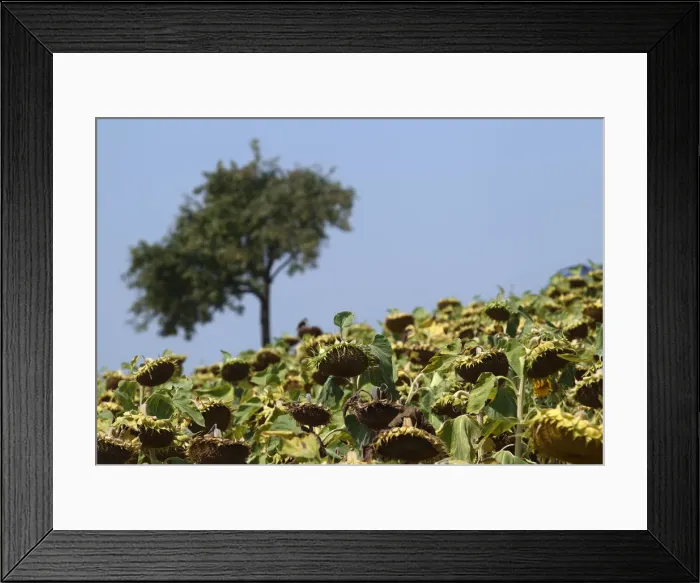 Framed Print : Dry sunflowers are pictured on a field near Grossengersdorf in Lower Austria province