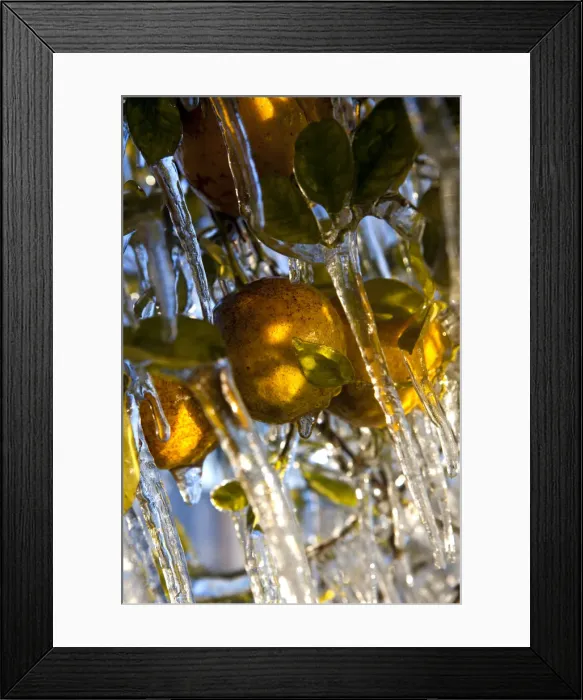 Framed Print : Icicles hang from an orange tree after it was sprayed with water throughout the night in Framed Print : Icicles hang from an orange tree after it was sprayed with water throughout the night in