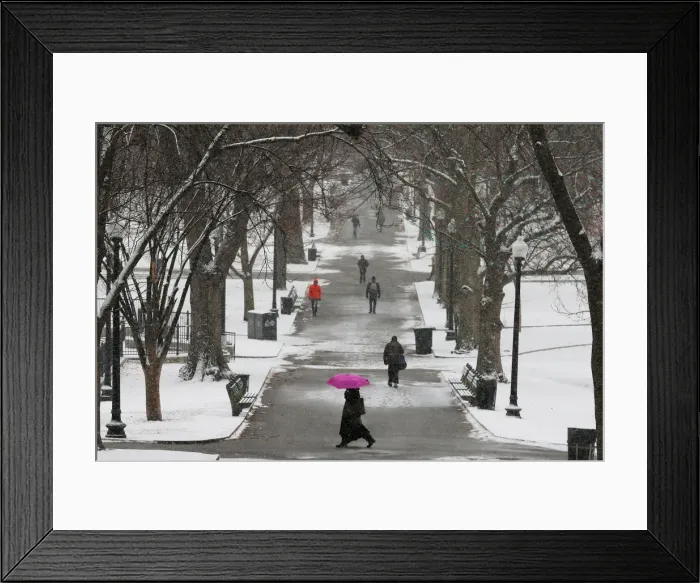 Framed Print : Pedestrians walk through Boston Common during a winter snow storm in Boston