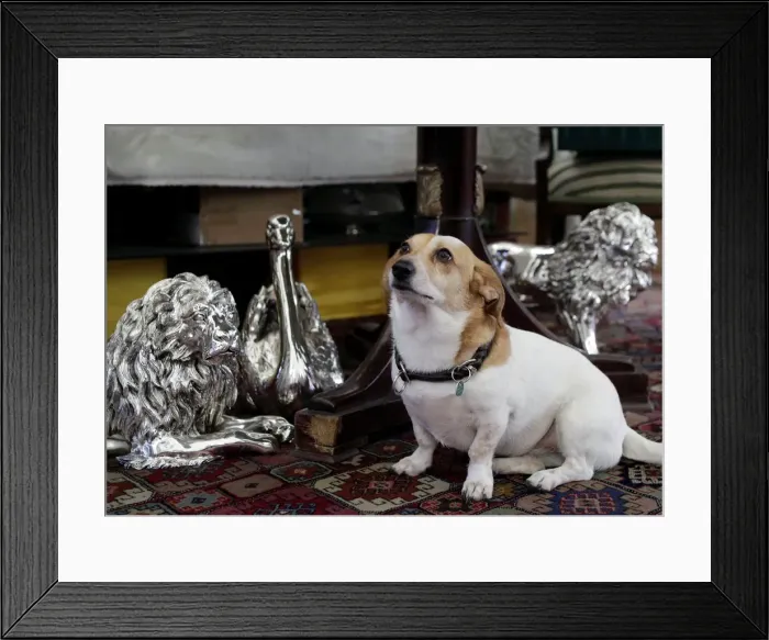 Framed Print : A dog sits next to decorative silver animals at Silber Sturm