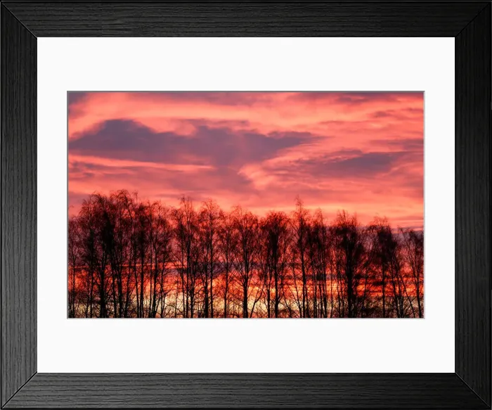 Framed Print : Trees are pictured at sunrise in Tula region