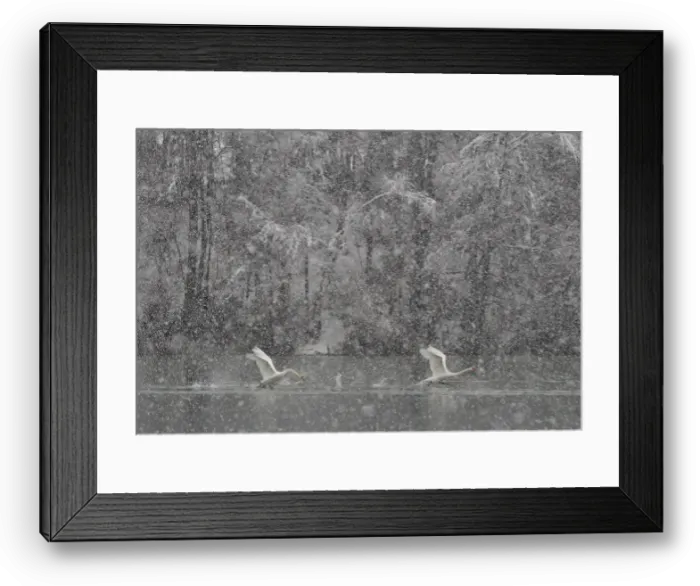 Framed Print : Swans fly over Lake Zbilje in Medvode