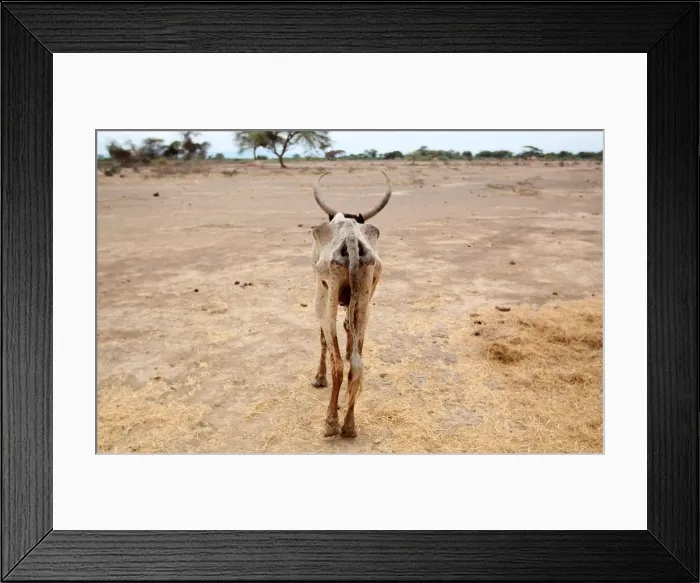 Framed Print : An emaciated cow walks in an open field in Gelcha village Framed Print : An emaciated cow walks in an open field in Gelcha village