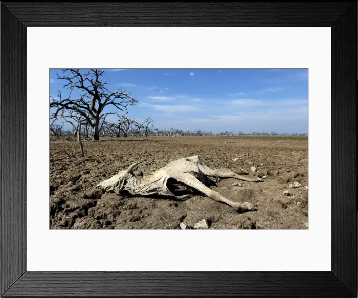 Framed Print : A cattle carcass is pictured on the Agropil ranch as the Pilcomayo river faces its worst