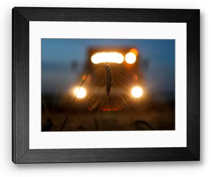 Framed Print : A combine harvests wheat in a field in the settlement of Novokavkazsky
