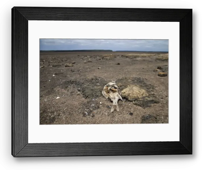 Framed Print : Dead fish are seen as Lake St Lucia is almost completely dry due to drought conditions in