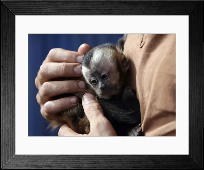 Framed Print : A tourist holds a rescued baby monkey after the river Beni flooding in Rurrenabaque Framed Print : A tourist holds a rescued baby monkey after the river Beni flooding in Rurrenabaque