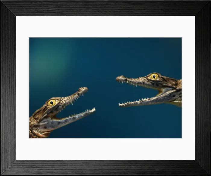 Framed Print : Two four-month-old crocodiles are held by zookeepers before they are weighed during