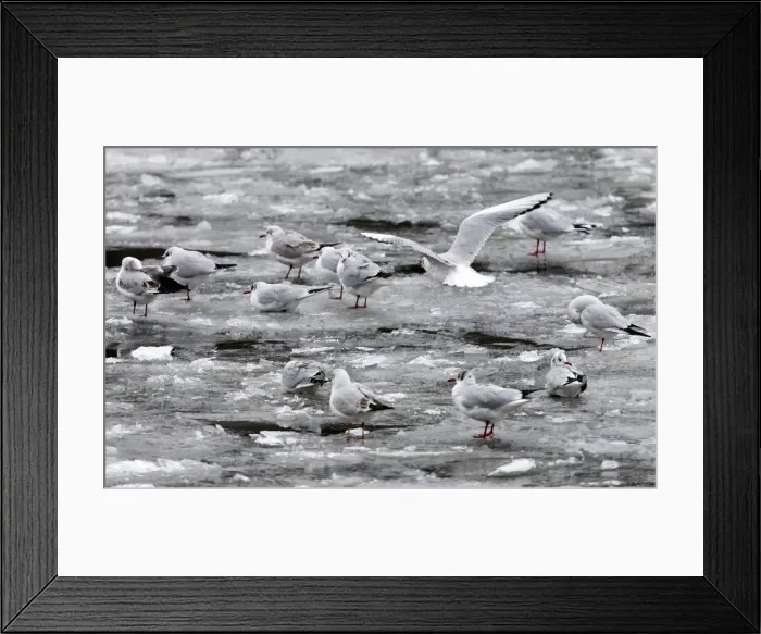 Framed Print : Seagulls sit on ice floes at the frozen historic harbour in downtown Berlin
