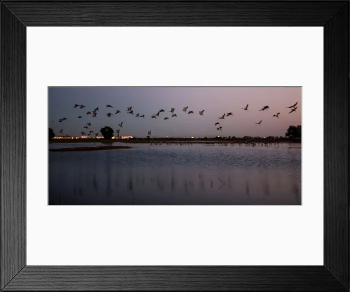 Framed Print : Sandhill cranes land in flooded fields to roost for the night at the Sandhill Crane