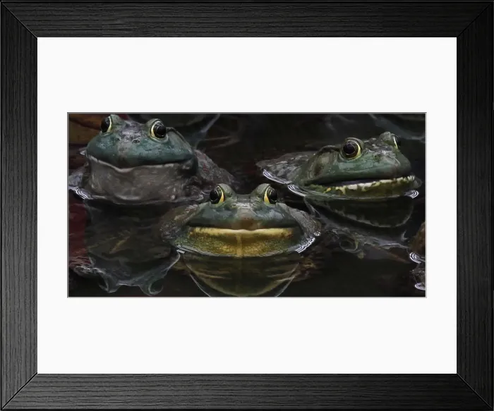 Framed Print : Frogs rest in a pond where they are being raised as food Framed Print : Frogs rest in a pond where they are being raised as food