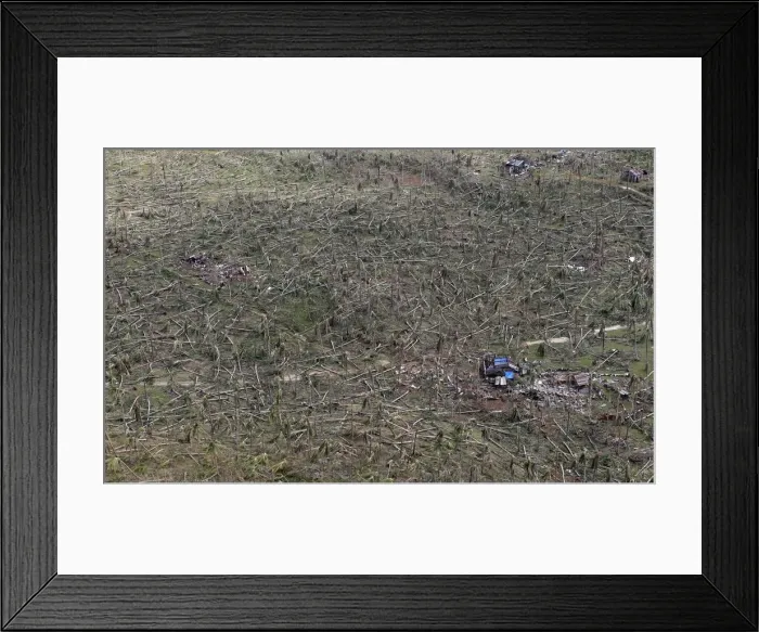 Framed Print : An aerial view of toppled trees at the devastation of super Typhoon Haiyan in Samar Framed Print : An aerial view of toppled trees at the devastation of super Typhoon Haiyan in Samar